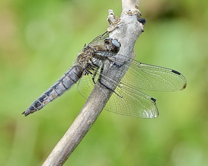 scarce chaser